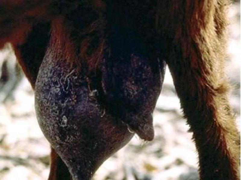 Holistic treatment for mastitis in dogs best sale